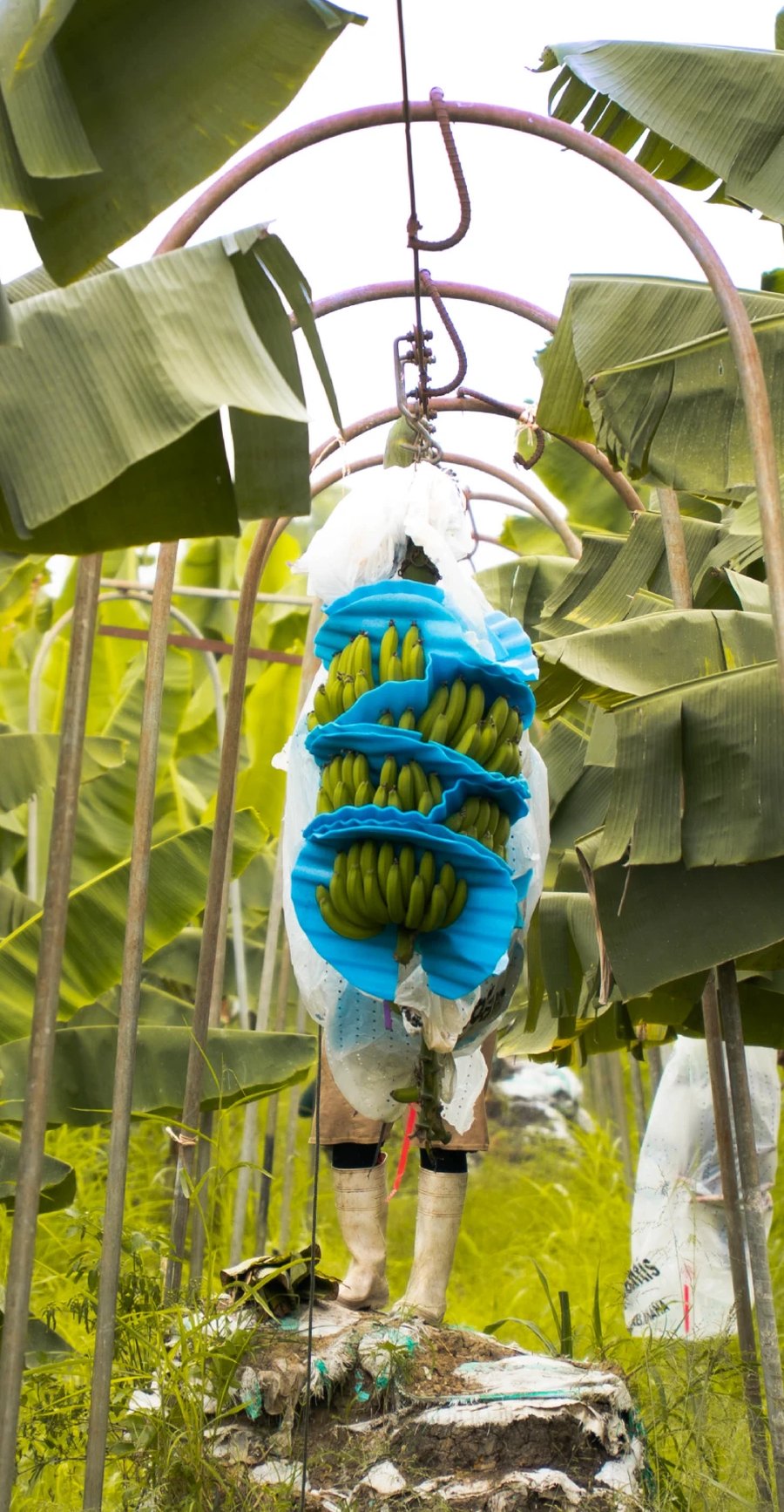 Racimo enfundado y protegido con separadores en la plantación de Marplantis