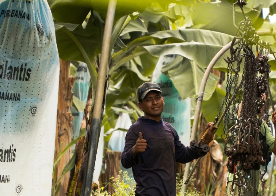 Trabajador de Marplantis junto a los racimos enfundados con la marca en la plantación