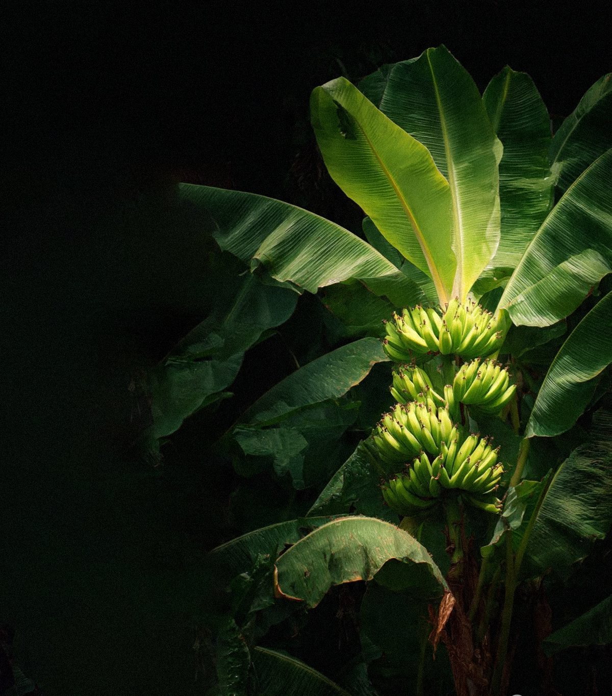 Racimo de banano en la planta, entre el follaje