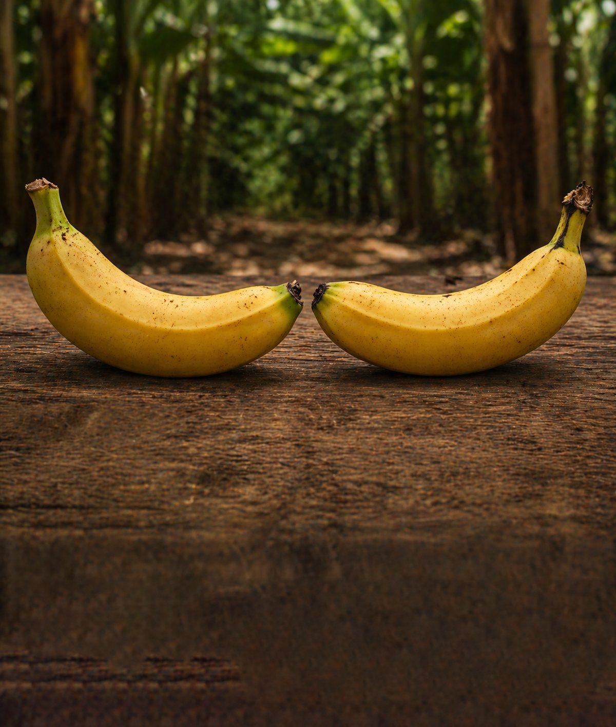 Dos bananos maduros sobre madera, en medio del cultivo